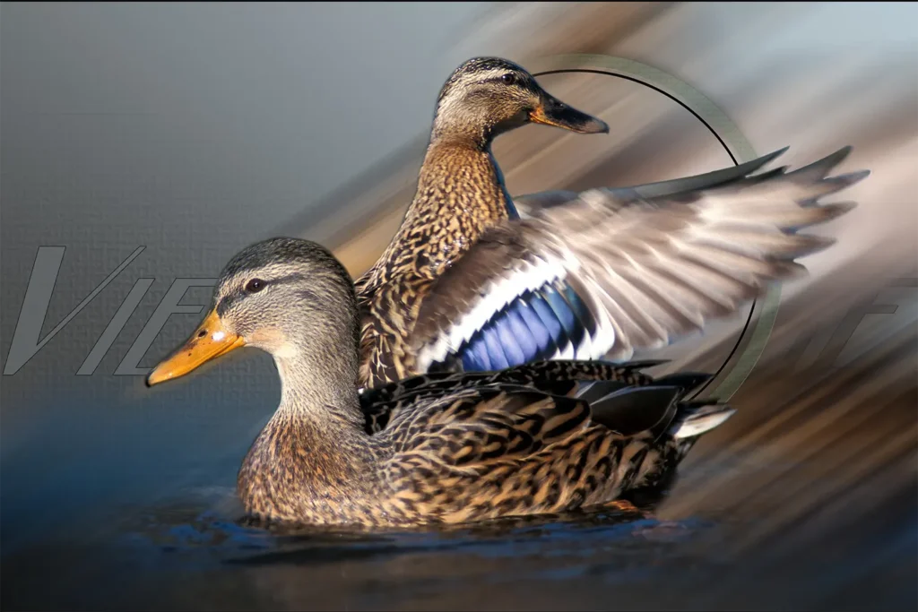 Canard — textile de chasse personnalisé, dessiné et imprimé à Thouars