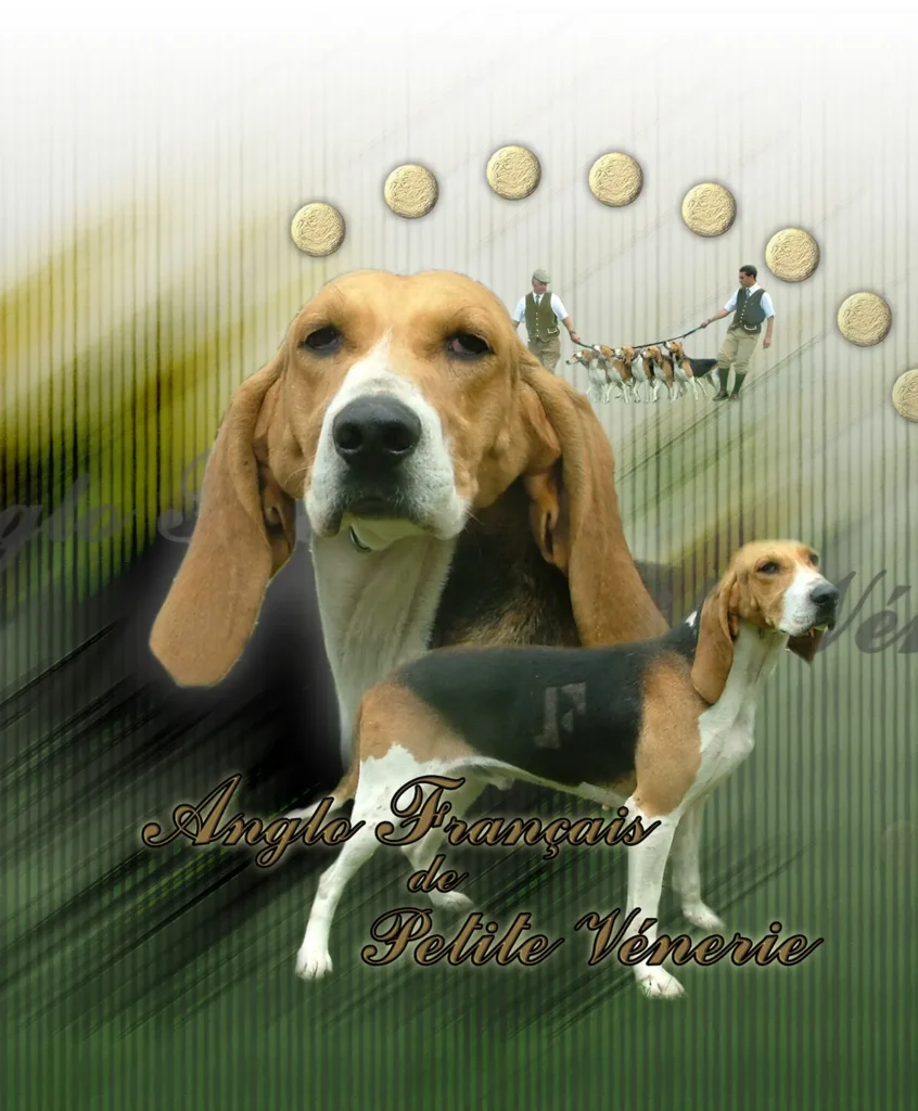 Anglo-Français, chien de chasse