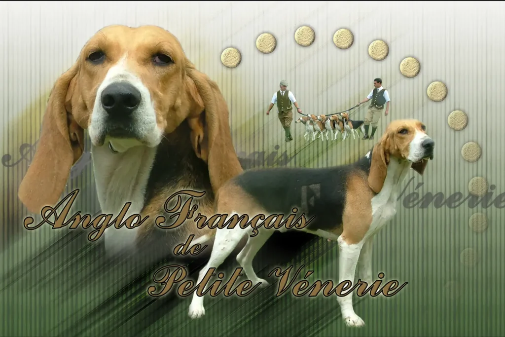 Anglo-Français, chien de chasse — motifs personnalisés pets-easy