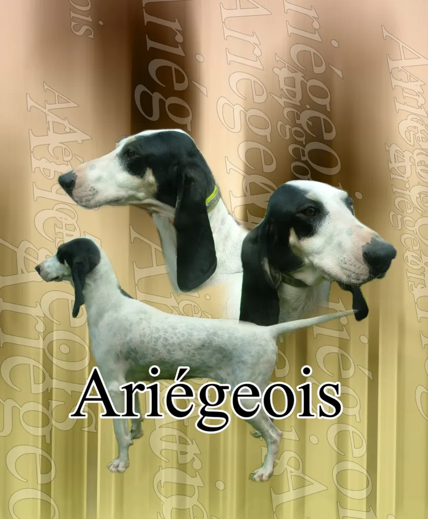Ariégeois, chien de chasse
