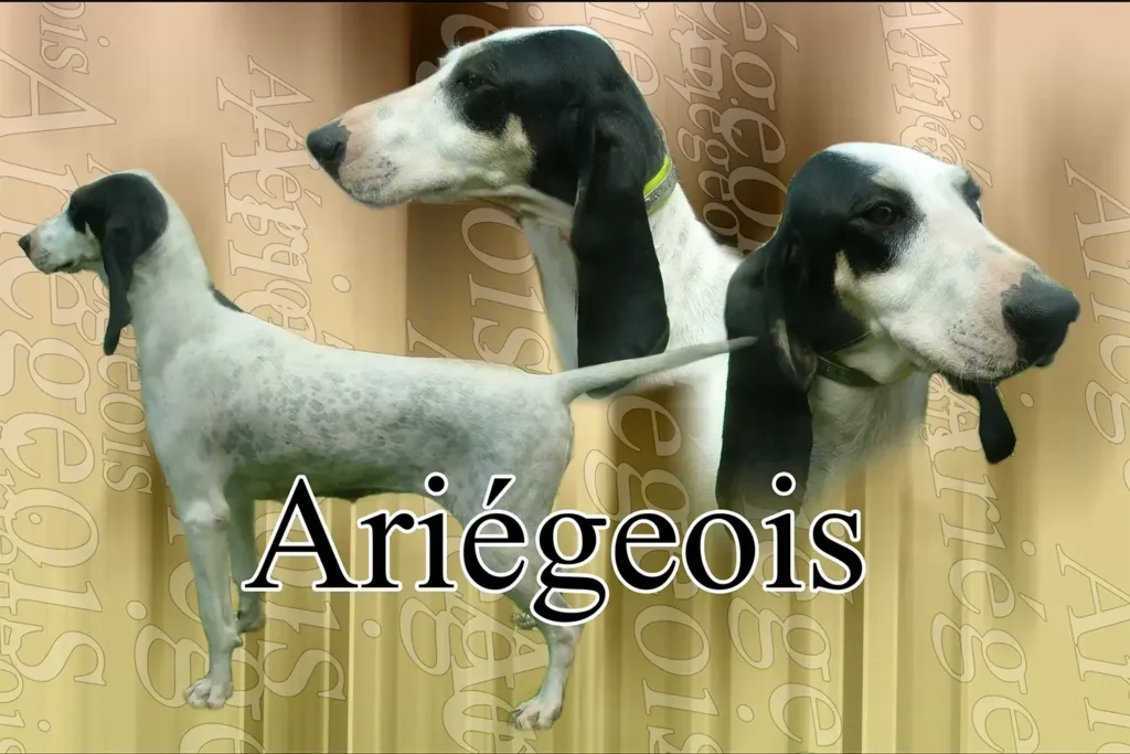 Ariégeois, chien de chasse — motifs personnalisés pets-easy