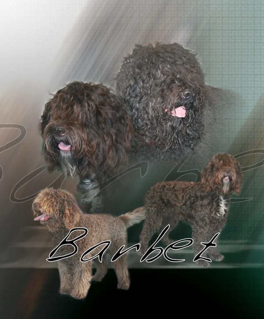 Barbet, chien de chasse