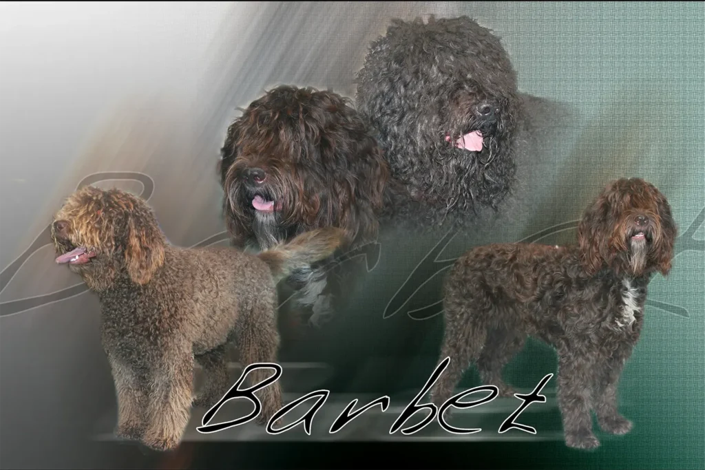 Barbet, chien de chasse — motifs personnalisés pets-easy