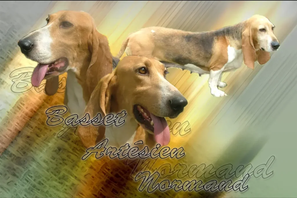 Basset Artésien Normand, chien de chasse — motifs personnalisés pets-easy