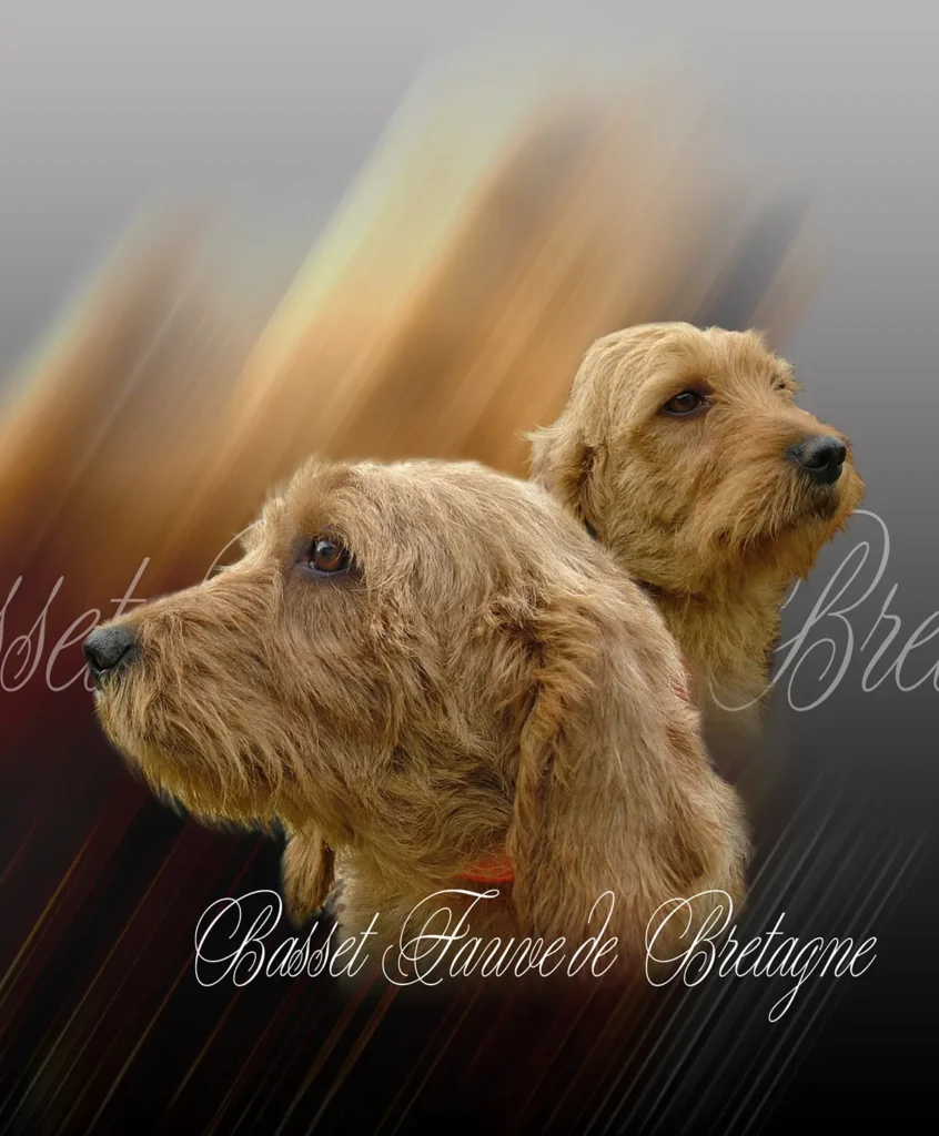 Basset Fauve de Bretagne, chien de chasse
