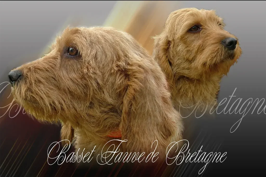 Basset Fauve de Bretagne, chien de chasse — motifs personnalisés pets-easy
