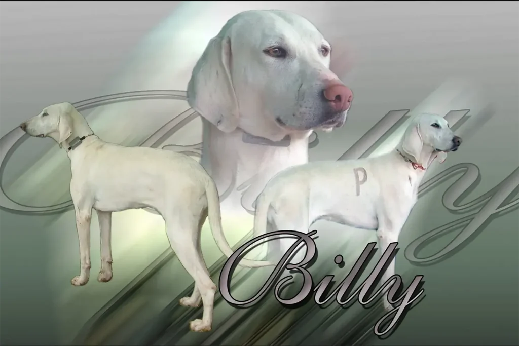 Billy, chien de chasse — motifs personnalisés pets-easy