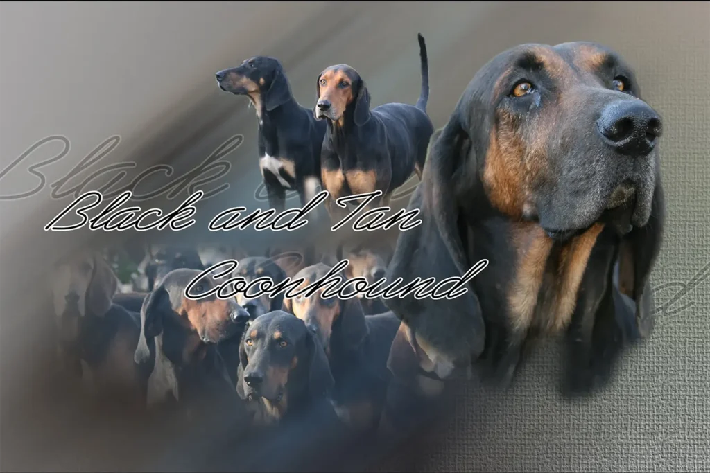 Black and Tan Coonhound, chien de chasse — motifs personnalisés pets-easy