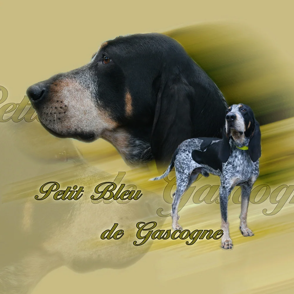 Le dessin du bleu de Gascogne, chien courant du Sud-Ouest