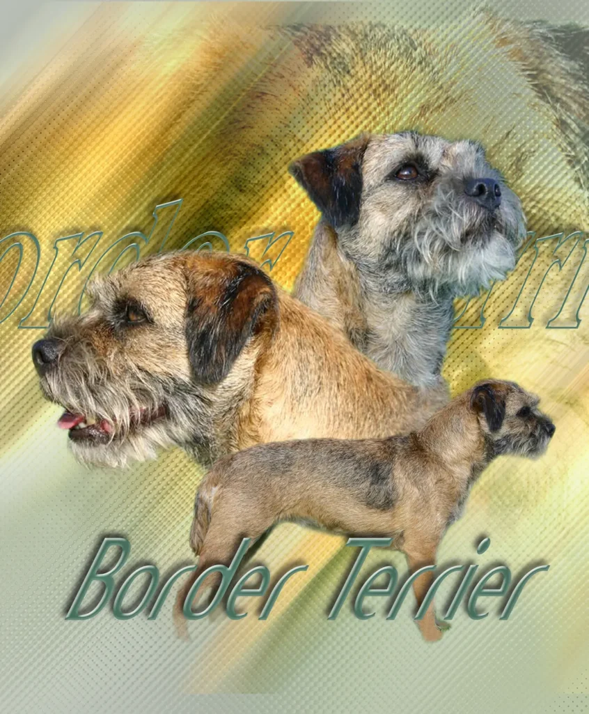 Border Terrier, chien de chasse