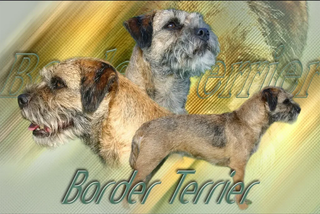 Border Terrier, chien de chasse — motifs personnalisés pets-easy