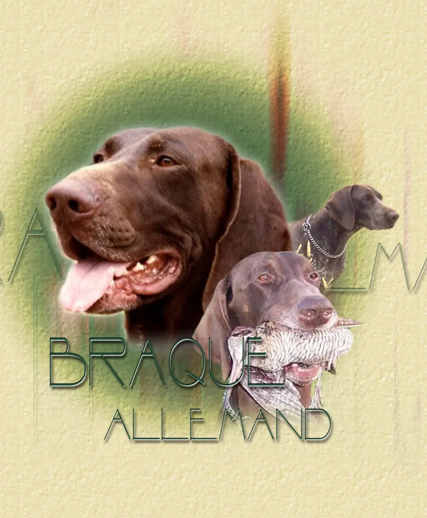 Braque Allemand, chien de chasse