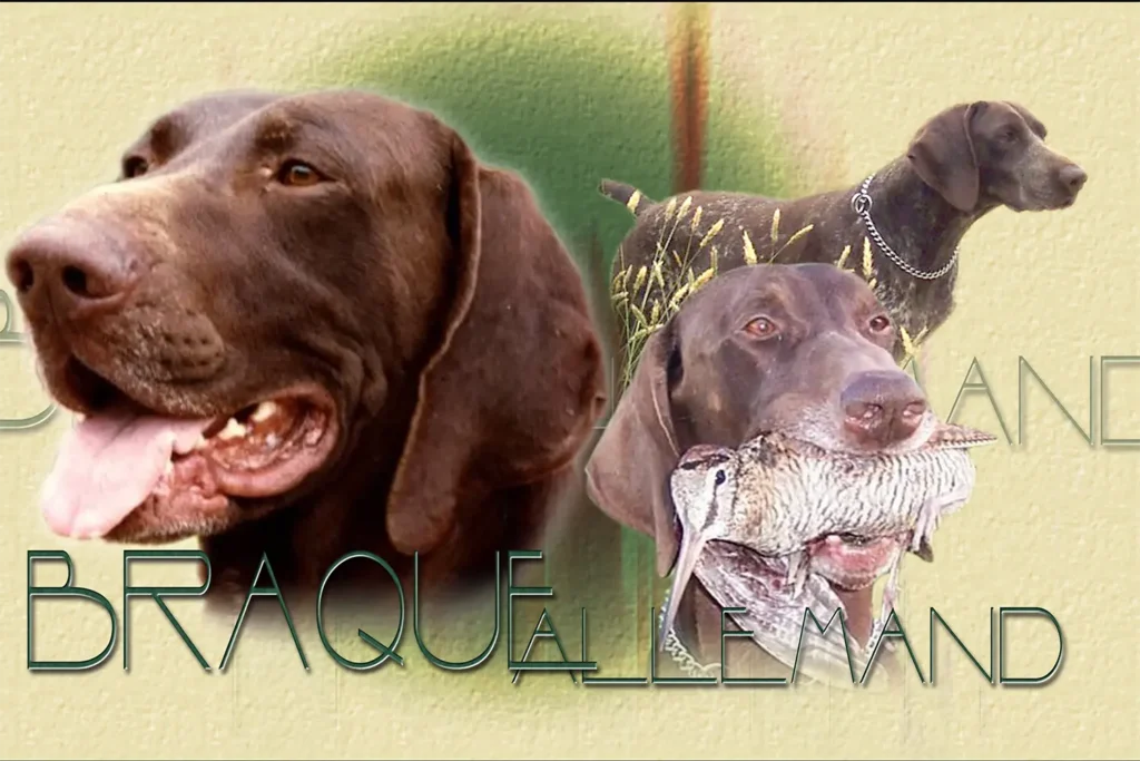 Braque Allemand, chien de chasse — motifs personnalisés pets-easy