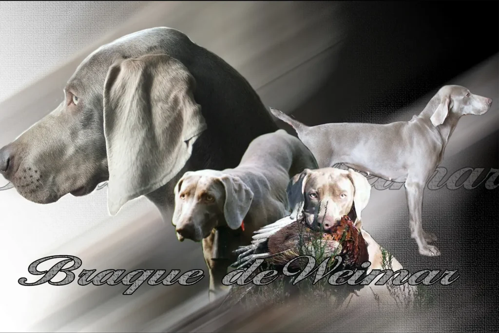 Braque de Weimar, chien de chasse — motifs personnalisés pets-easy