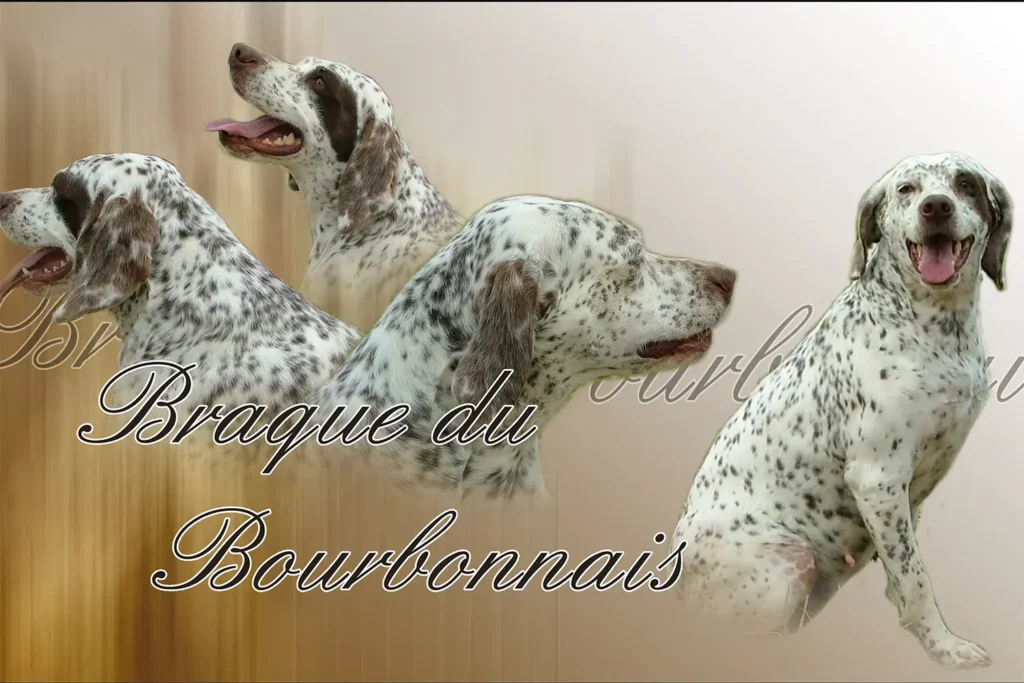 Braque du Bourbonnais, chien de chasse — motifs personnalisés pets-easy
