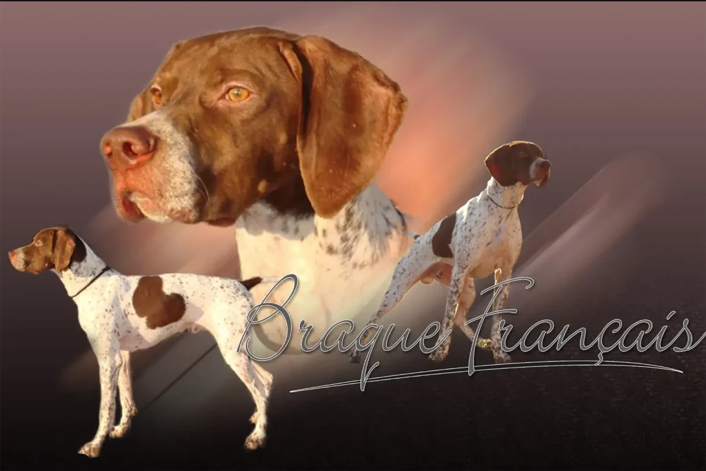Braque Français, chien de chasse — motifs personnalisés pets-easy