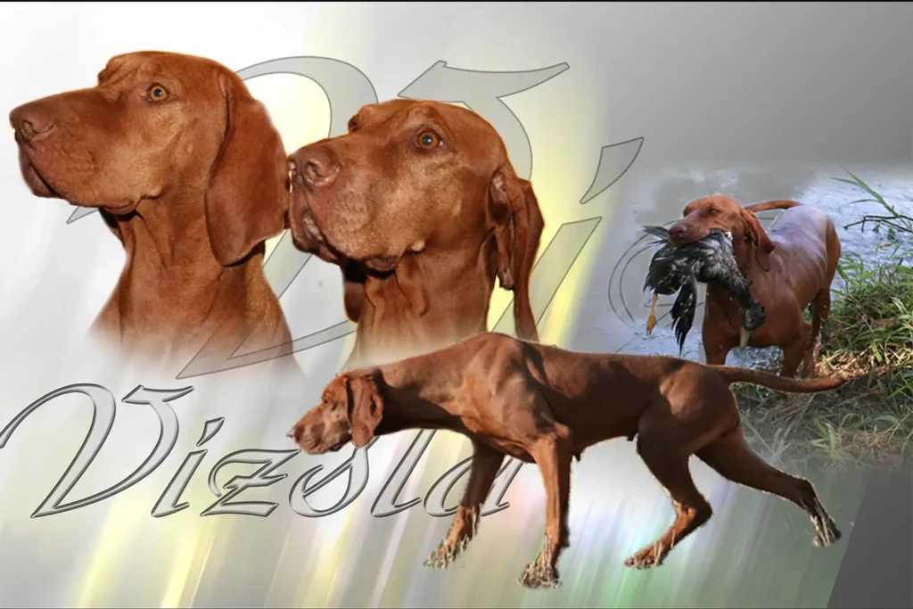 Braque Hongrois, chien de chasse — motifs personnalisés pets-easy