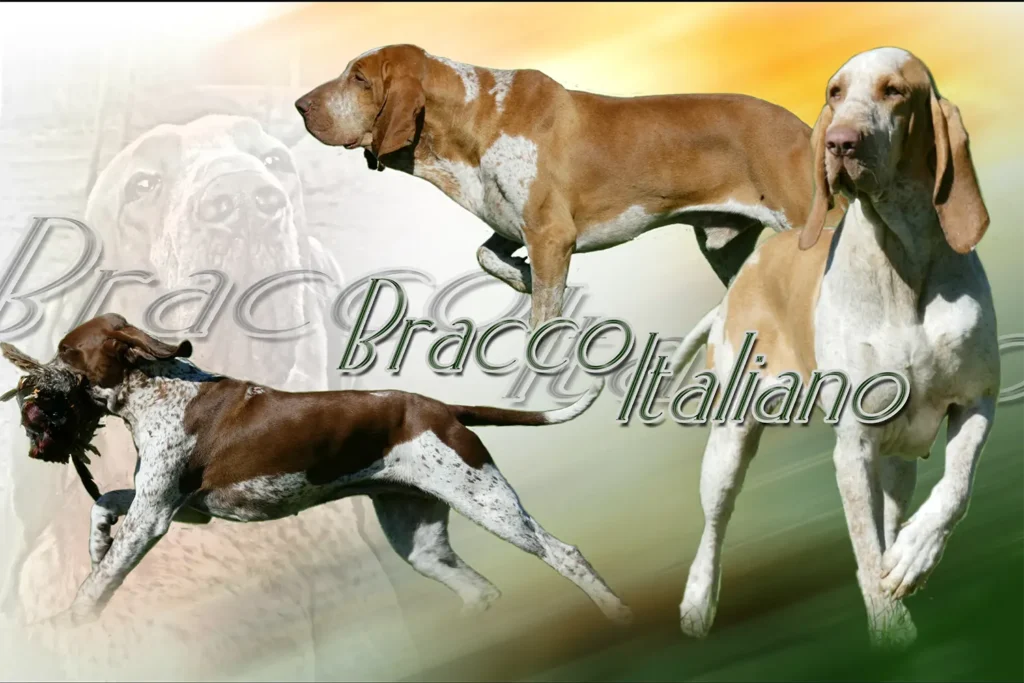 Braque Italien, chien de chasse — motifs personnalisés pets-easy