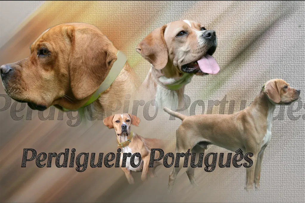 Braque portugais, chien de chasse — motifs personnalisés pets-easy