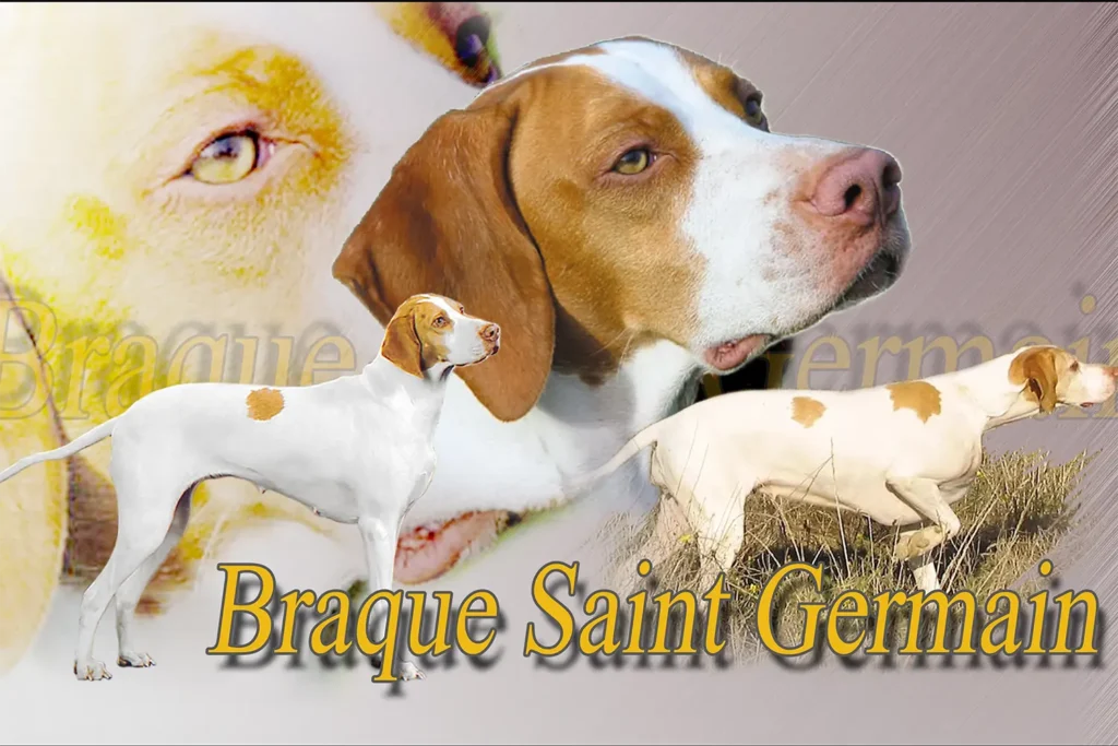 Braque Saint-Germain, chien de chasse — motifs personnalisés pets-easy