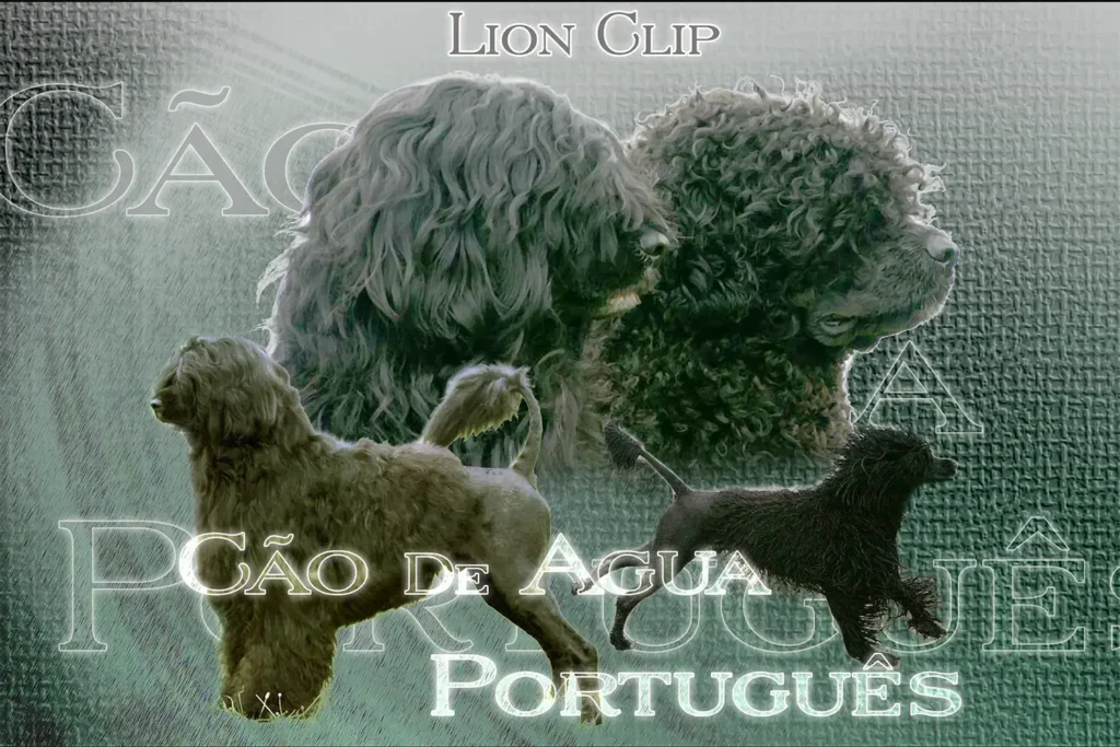 Cão de Agua Português, chien de chasse — motifs personnalisés pets-easy