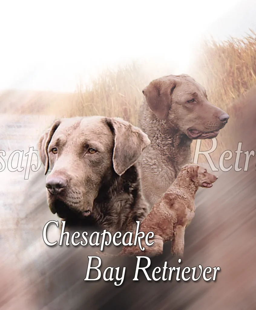 Chesapeake Bay Retriever, chien de chasse