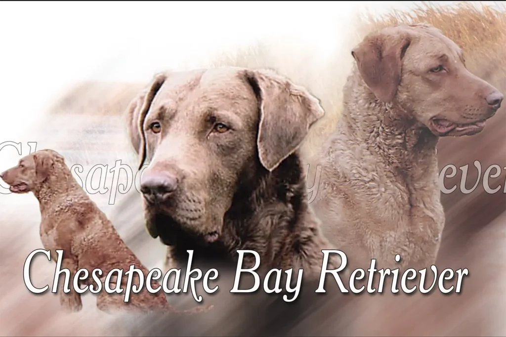 Chesapeake Bay Retriever, chien de chasse — motifs personnalisés pets-easy