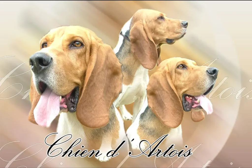 Chien d'Artois, chien de chasse — motifs personnalisés pets-easy