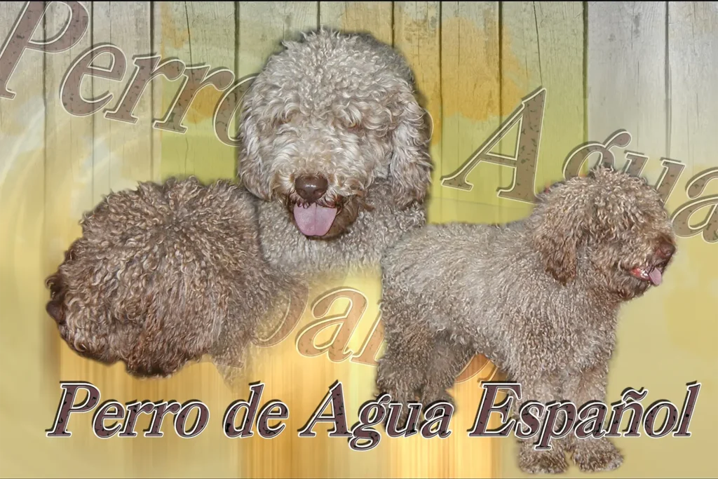 Chien d'eau espagnol, chien de chasse — motifs personnalisés pets-easy
