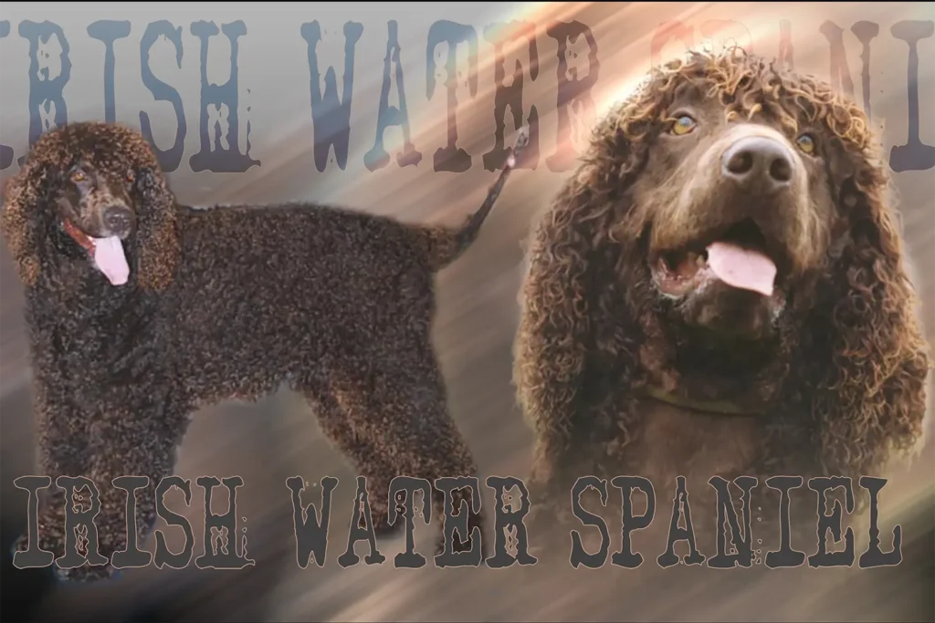 Chien d'eau irlandais, chien de chasse — motifs personnalisés pets-easy