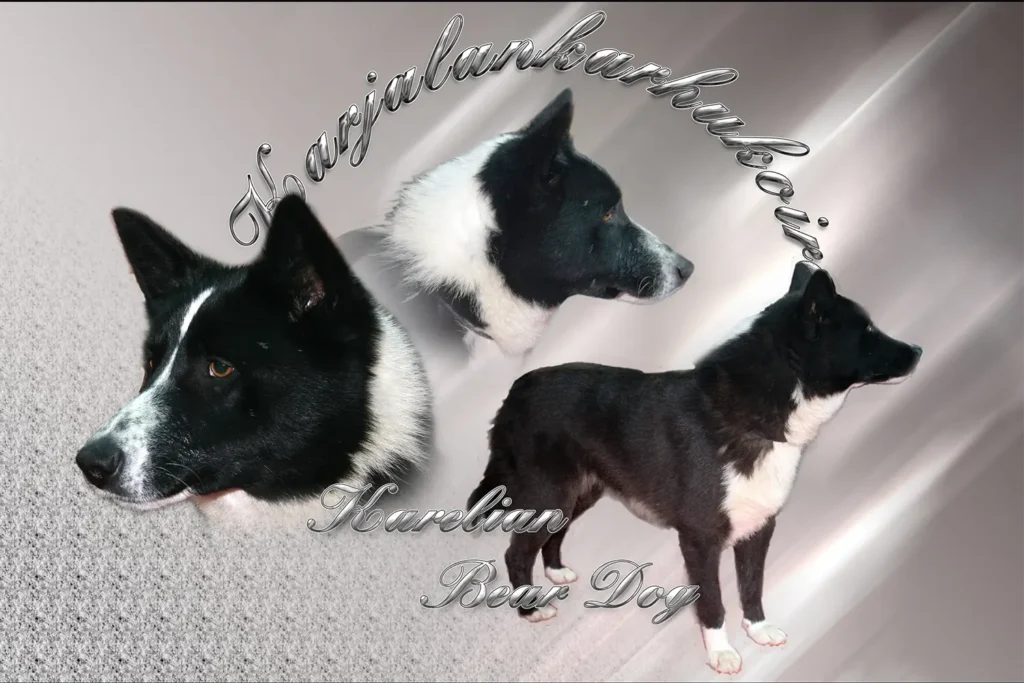 Chien d'ours de Carélie, chien de chasse — motifs personnalisés pets-easy