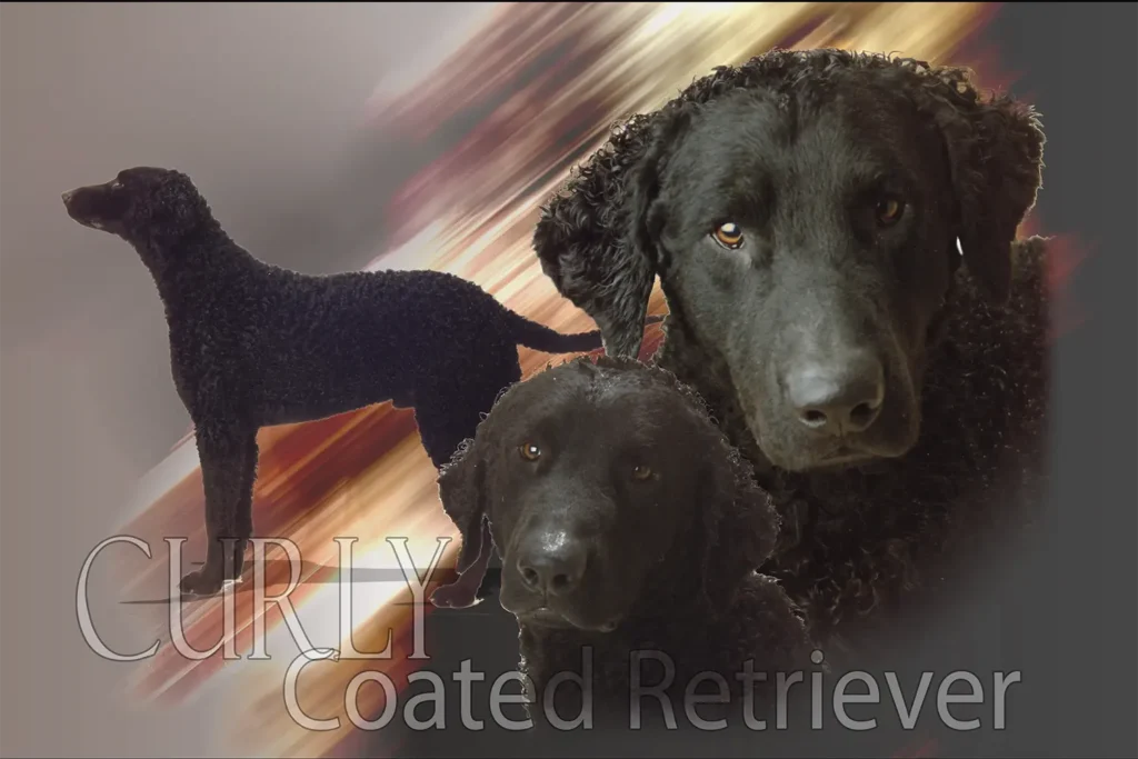 Curly Coated Retriever, chien de chasse — motifs personnalisés pets-easy