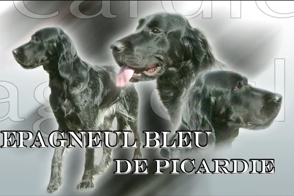 Épagneul bleu de Picardie, chien de chasse — motifs personnalisés pets-easy
