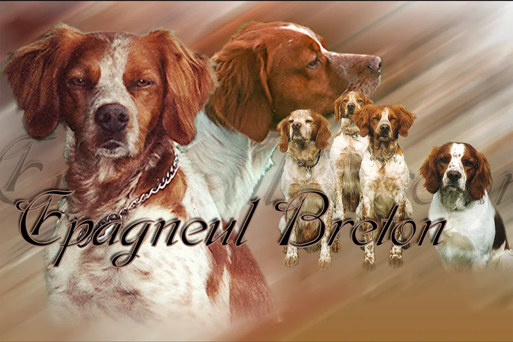 Épagneul Breton, chien de chasse — motifs personnalisés pets-easy