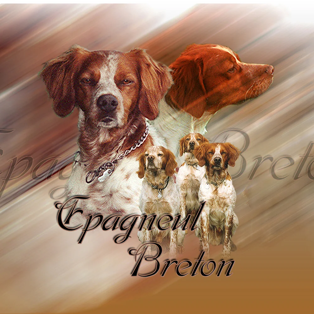 Le dessin de l’épagneul breton, chien d’arrêt