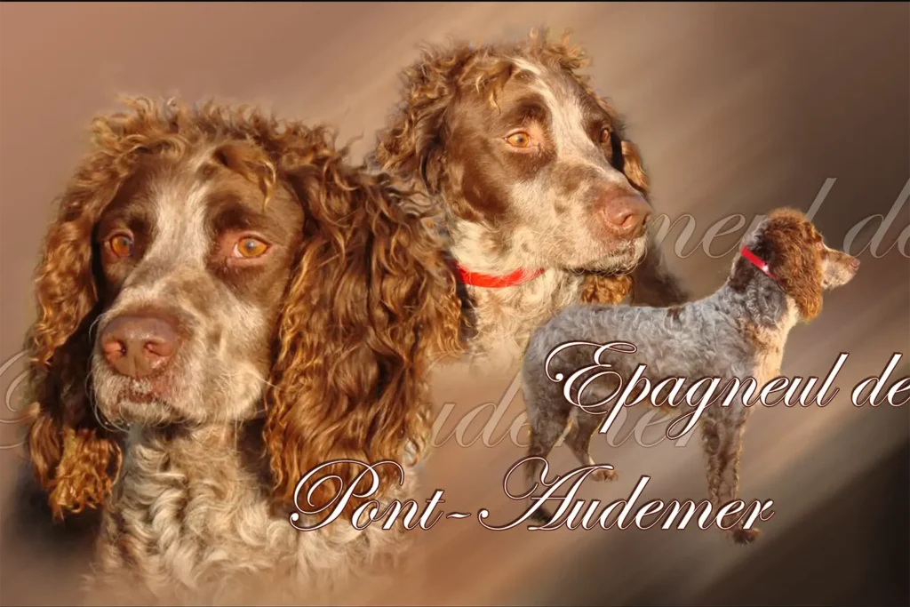 Épagneul de Pont-Audemer, chien de chasse — motifs personnalisés pets-easy