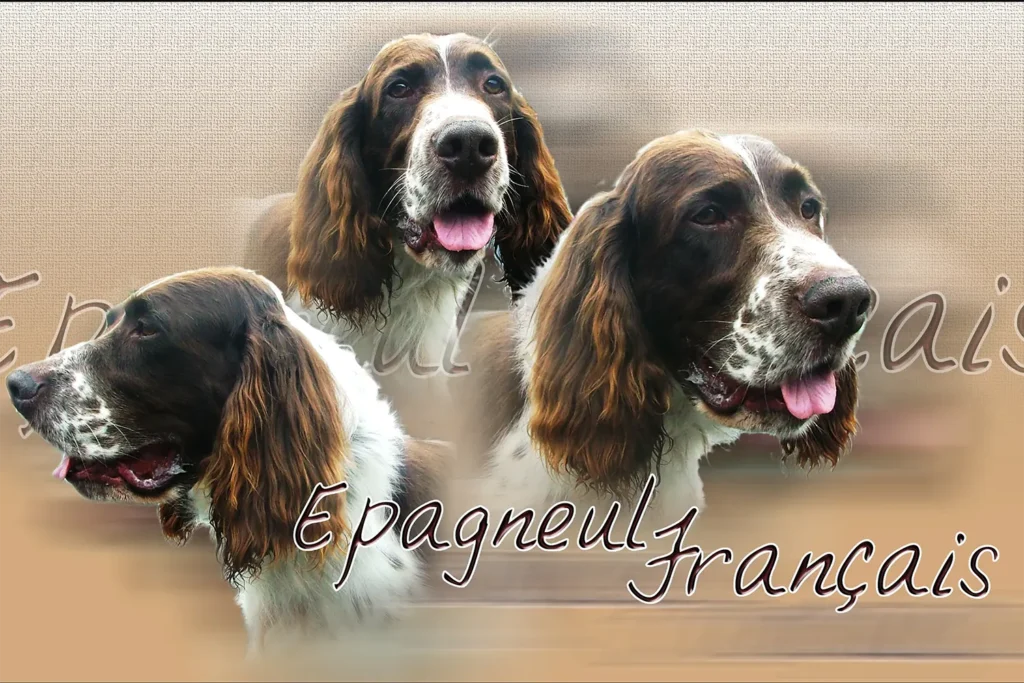 Épagneul Français, chien de chasse — motifs personnalisés pets-easy