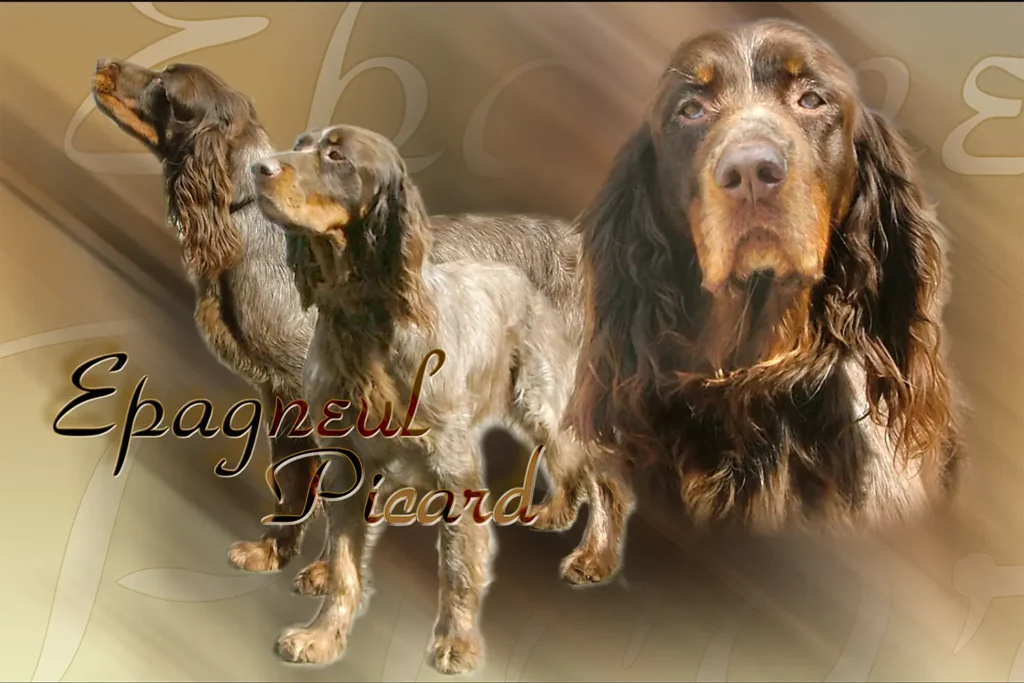 Épagneul Picard, chien de chasse — motifs personnalisés pets-easy