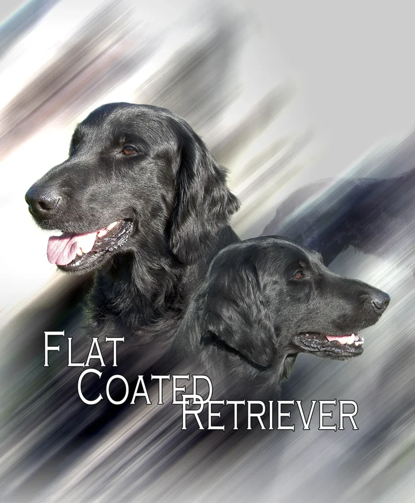 Flat Coat, chien de chasse