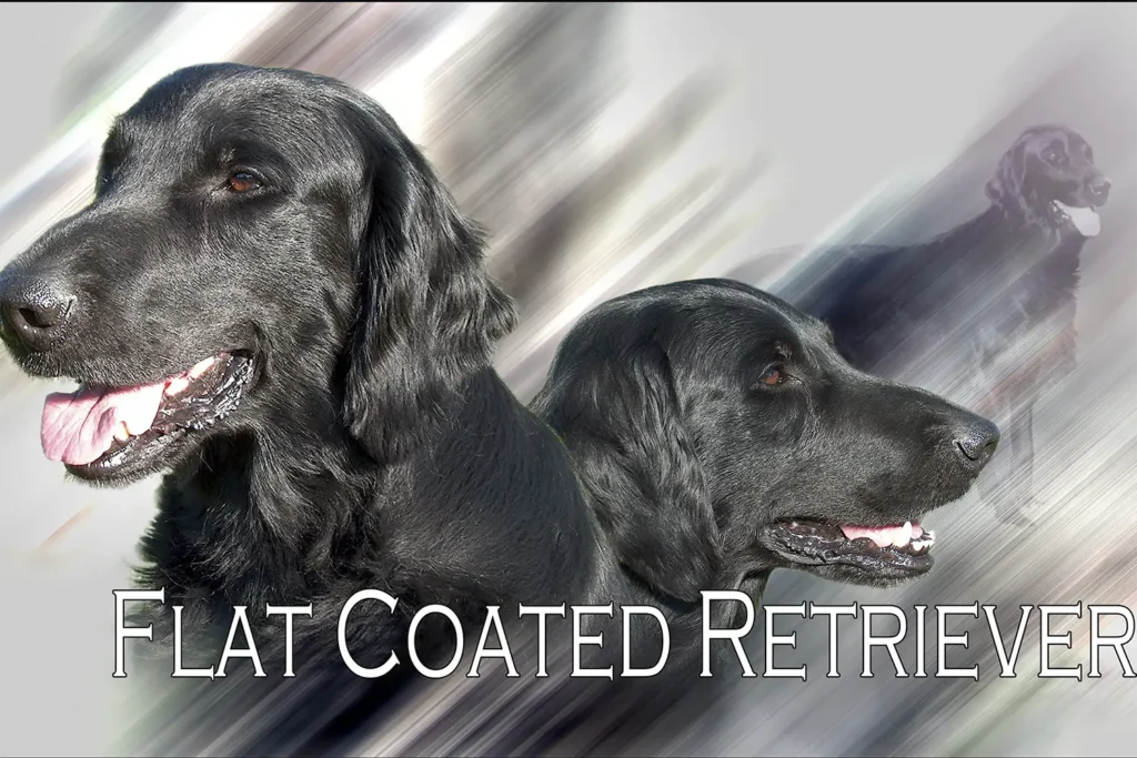 Flat Coat, chien de chasse — motifs personnalisés pets-easy