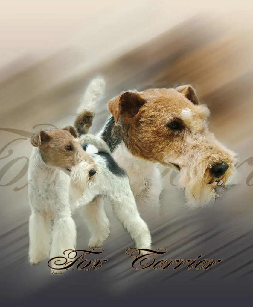 Fox Terrier, chien de chasse
