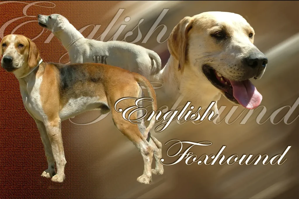 Foxhound, chien de chasse — motifs personnalisés pets-easy