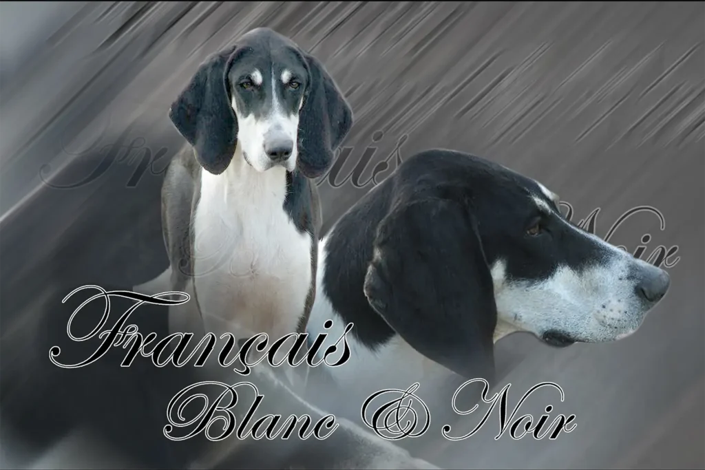 Français Noir et Blanc, chien de chasse — motifs personnalisés pets-easy