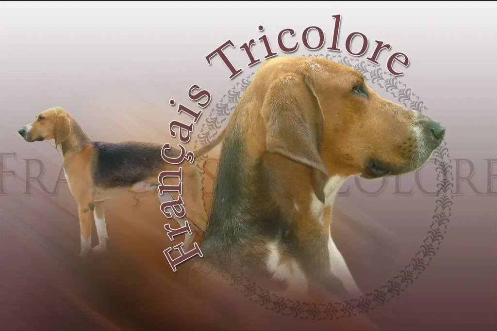 Français Tricolore, chien de chasse — motifs personnalisés pets-easy