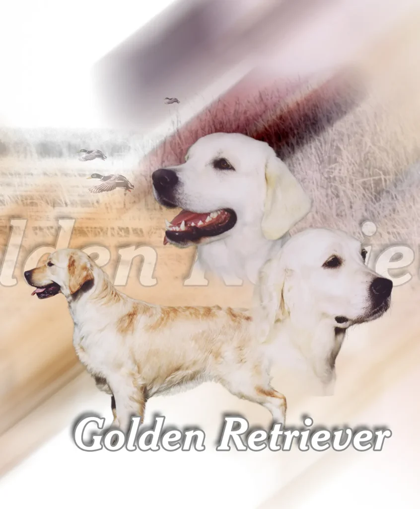 Golden Retriever, chien de chasse