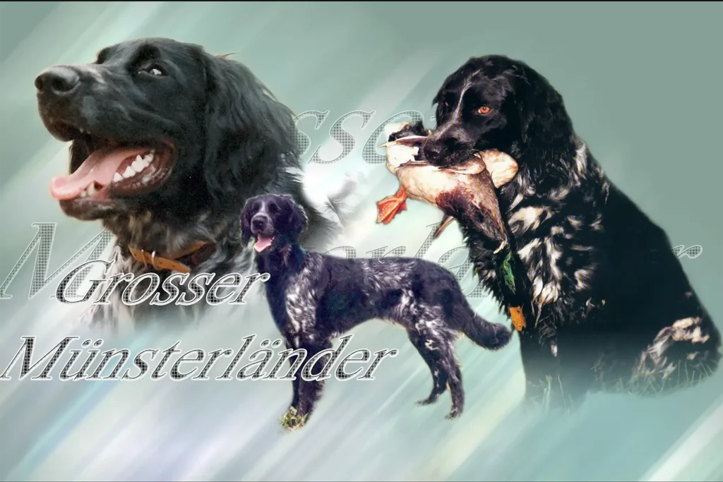 Grand Épagneul de Münster, chien de chasse — motifs personnalisés pets-easy