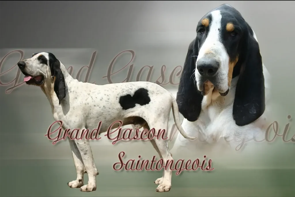 Grand Gascon Saintongeois, chien de chasse — motifs personnalisés pets-easy