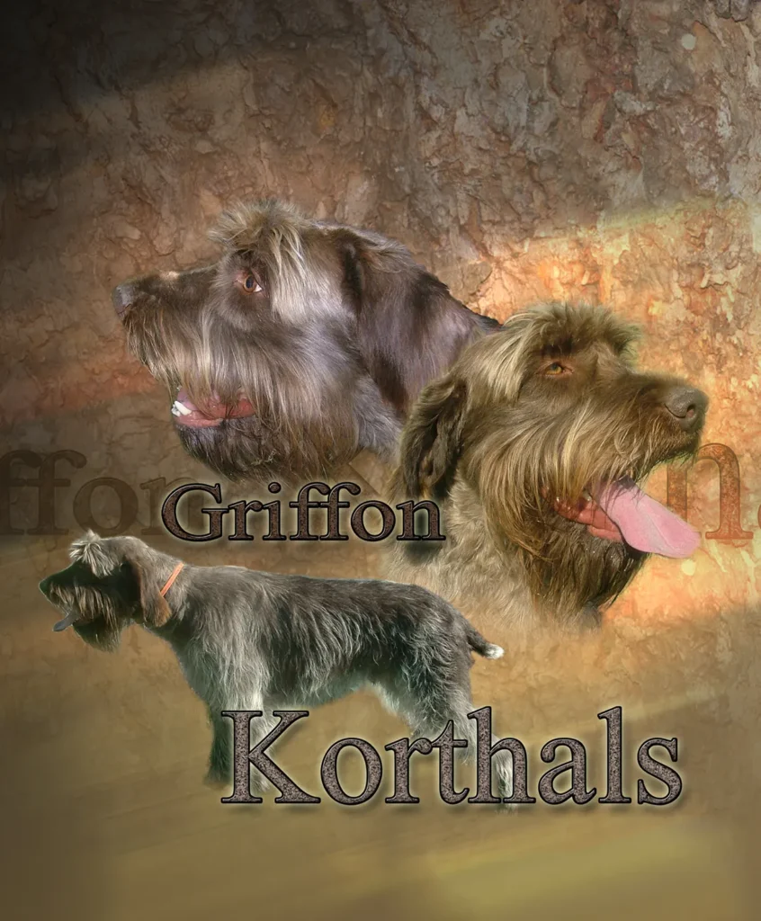 Griffon Korthals, chien de chasse