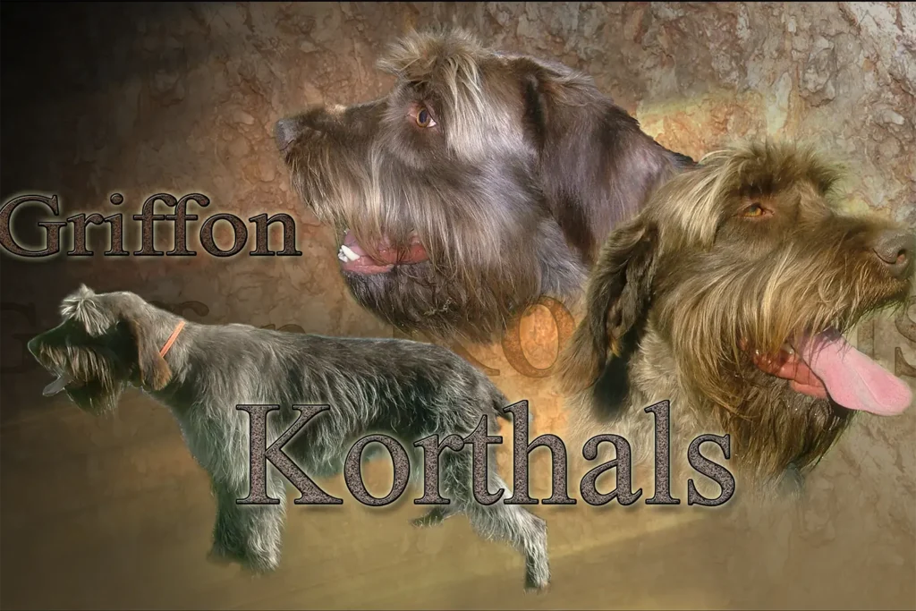 Griffon Korthals, chien de chasse — motifs personnalisés pets-easy