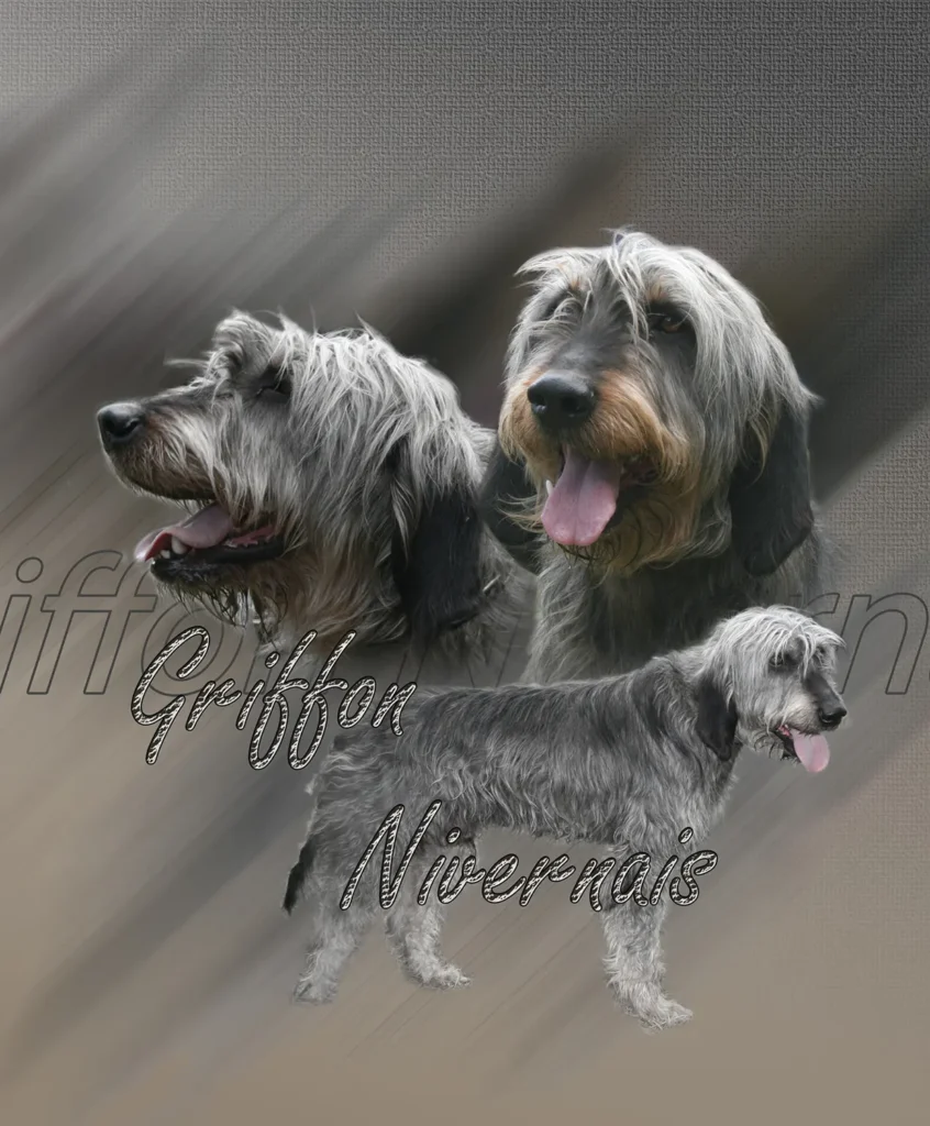 Griffon Nivernais, chien de chasse